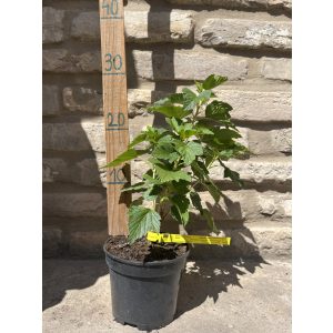 Ribes nigrum – Cassis "Dyana"