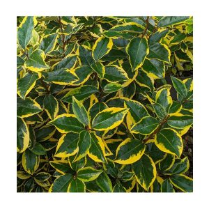 Elaeagnus x ebbingei 'Vivileg' – Éléagnus 'Vivileg'