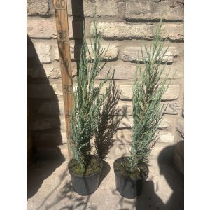 Juniperus scopulorum 'Blue Arrow' - Modrý stĺpcový oregonský jalovec