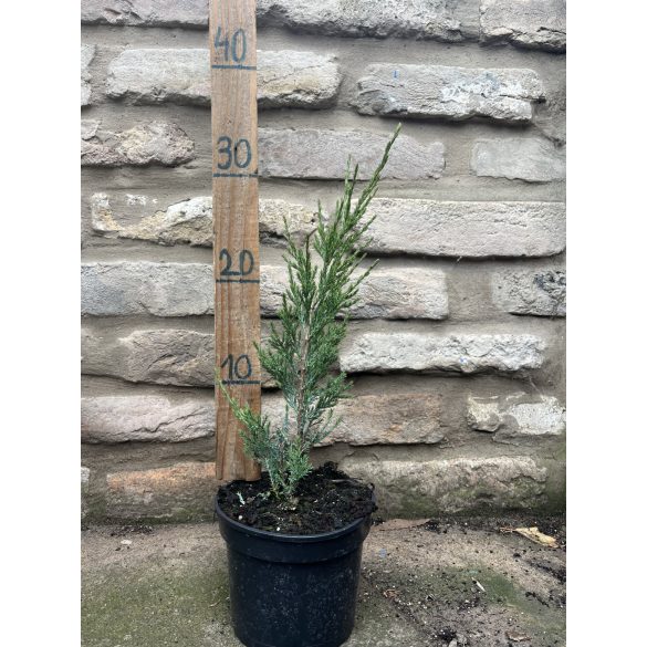 Juniperus scopulorum 'Blue Arrow' – Genévrier oregan 'Blue Arrow'