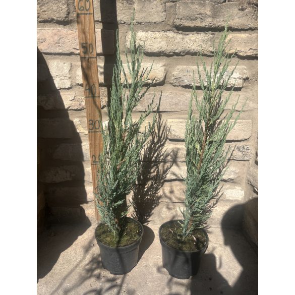 Juniperus scopulorum 'Blue Arrow' - Jałowiec skalny 'Blue Arrow'