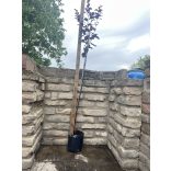 Prunus cerasifera - the red plum