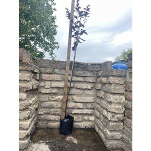 Prunus cerasifera - the red plum