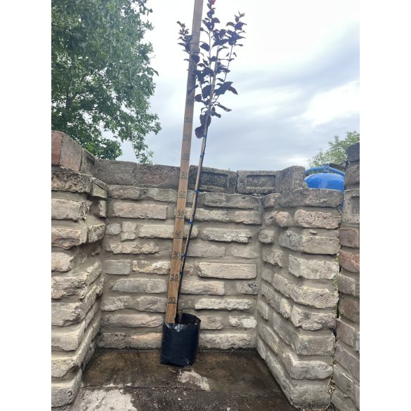 Prunus cerasifera - Śliwa 'Węsacz'