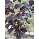 Prunus cerasifera - the red plum