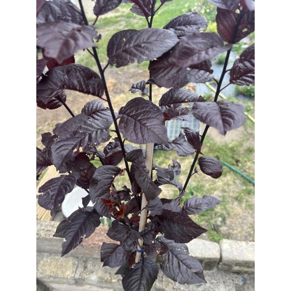 Prunus cerasifera - the red plum