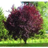 Prunus cerasifera - the red plum