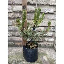 Pinus nigra - Oszlopos feketefenyő - Méret: 20/40