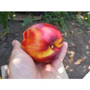 Kopaszbarack, Nektarin – Andosa – Prunus persica var. nucipersica