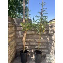   Mandula – Tétényi bőtermő – Prunus dulcis - konténeres