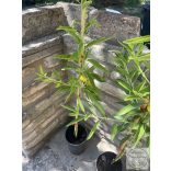 Mandula – Tétényi bőtermő – Prunus dulcis - konténeres