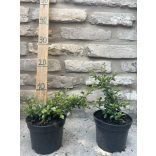 Madárbirs – Cotoneaster dammeri ‘Eichholz’ -. Méret: 10/20