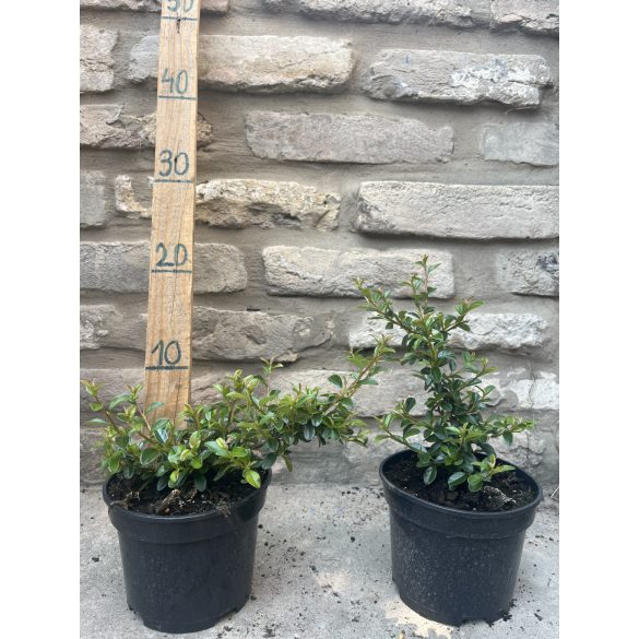 Cotoneaster dammeri 'Eichholz' – Cotoneaster dammeri 'Eichholz'