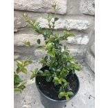 Madárbirs – Cotoneaster dammeri ‘Eichholz’ -. Méret: 10/20