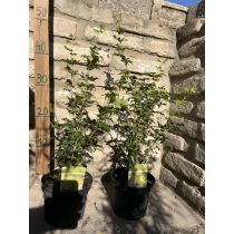   Acer palmatum 'Going Green' - Japán juhar - Méret: 40/60