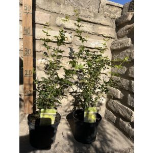 Acer palmatum 'Going Green' - Japanese maple