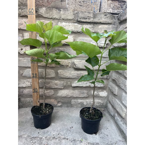 Catalpa bignonioides – Catalpa bignonioides (2 litres) (Szivarfa)