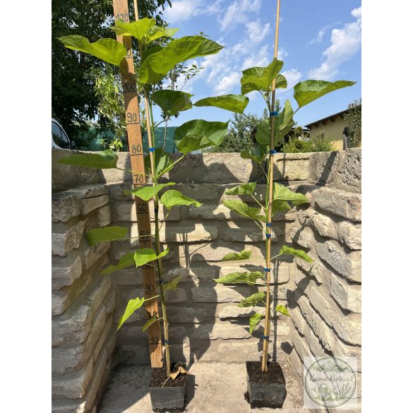 Catalpa bignonioides – Catalpa bignonioides (2 litres) (Szivarfa)