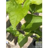 Catalpa bignonioides – Catalpa bignonioides (2 litres) (Szivarfa)