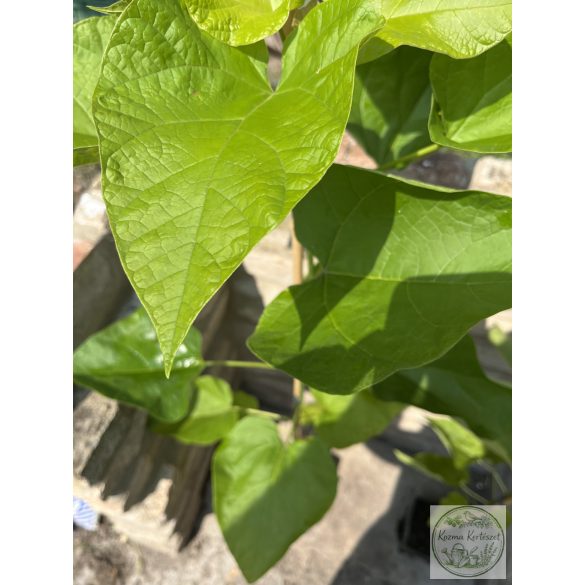 Catalpa bignonioides – Catalpa bignonioides (2 litres) (Szivarfa)