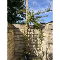   Törzses Madárbirs – Cotoneaster dammeri ‘Eichholz’ - Méret: 80