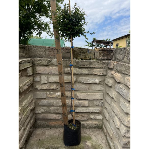 Cotoneaster dammeri 'Eichholz' – Cotoneaster dammeri 'Eichholz'