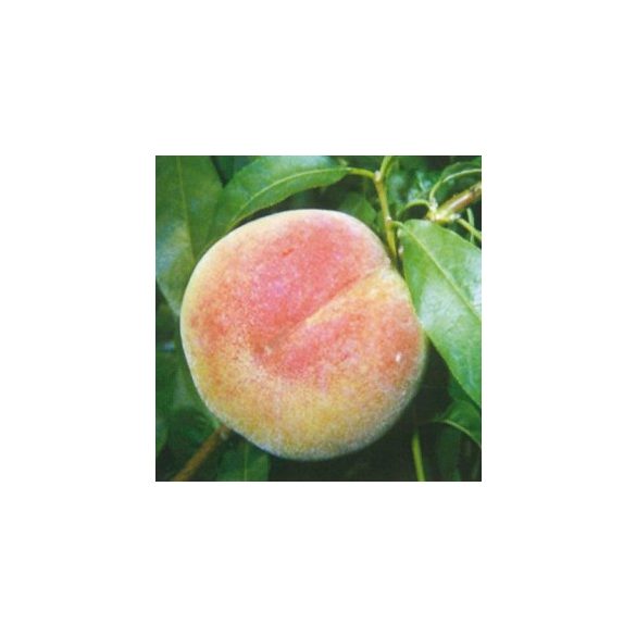 Őszibarack – Champion – Prunus persica - konténeres