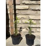 Колорадска ела – Abies concolor
