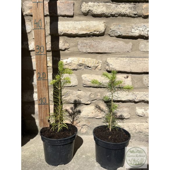 Колорадска ела – Abies concolor