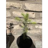 Колорадска ела – Abies concolor