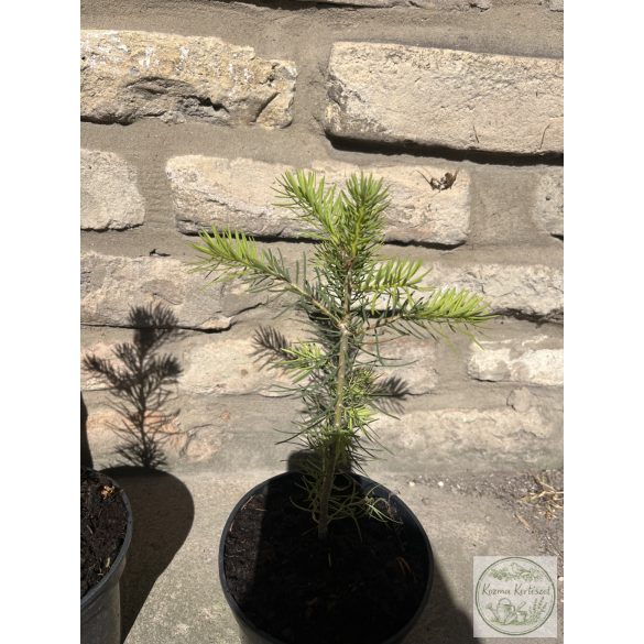 Колорадска ела – Abies concolor