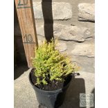 Thuja occidentalis 'Rheingold' - Tuia occidentalis 'Rheingold'