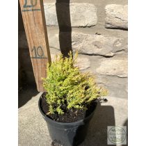   Thuja occidentalis 'Rheingold' - Tuia occidentalis 'Rheingold'