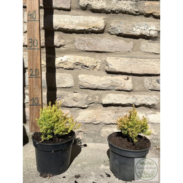 Thuja occidentalis 'Rheingold' - Tuia occidentalis 'Rheingold'