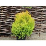 Thuja occidentalis 'Rheingold' - Tuia occidentalis 'Rheingold'