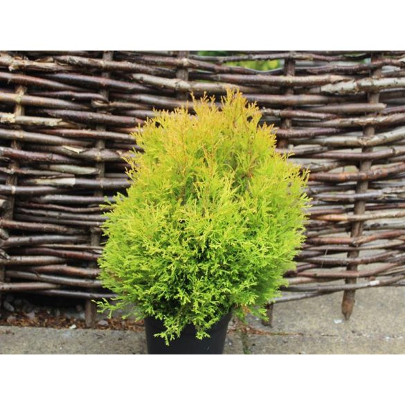 Thuja occidentalis 'Rheingold' - Tuia occidentalis 'Rheingold'
