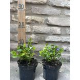 Kis meténg, kis télizöld, télizöld meténg – Vinca minor