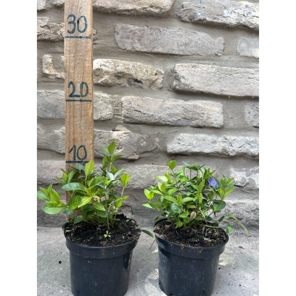 Kis meténg, kis télizöld, télizöld meténg – Vinca minor