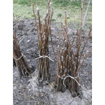 Dió oltvány – Milotai kései – Juglans regia