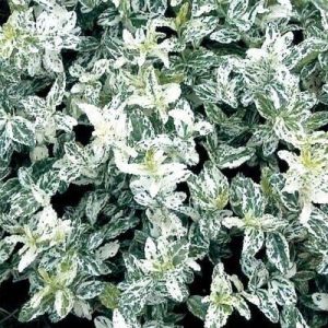 Euonymus fortunei 'Harlequin' - spindle tree