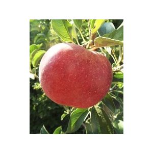 Téli alma – Idared – Malus