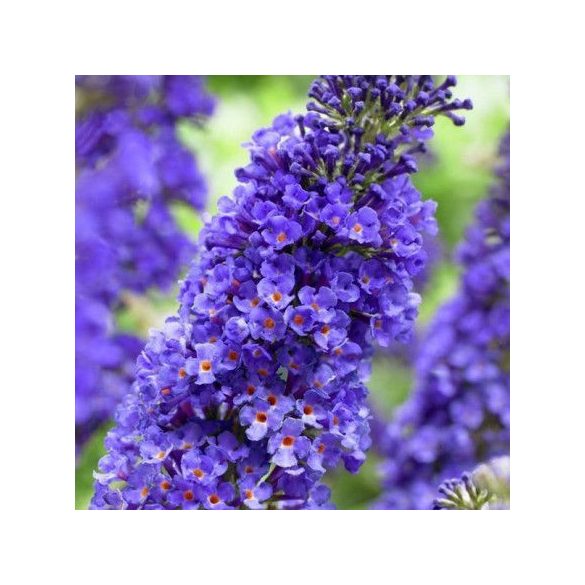 Nyáriorgona - Buddleja davidii 'Empire Blue' - Letná orgona – Buddleja davidii 'Empire Blue'