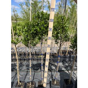 Törzses Közönséges Fagyal – „Atrovirens” – Ligustrum vulgare - Méret: 80