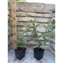   Fehér som (piros vessző) – Cornus alba ‘Siberian Pearls’