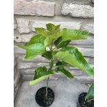 Catalpa bignonioides – Catalpa bignonioides (2 litres) (Szivarfa)