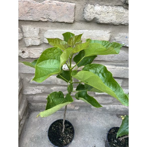 Catalpa bignonioides – Catalpa bignonioides (2 litres) (Szivarfa)