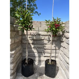 Rózsalonc, ösztörűs rózsalonc – Weigela rosea – bordó – (törzses)