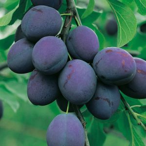 Szilva – President – Prunus domestica