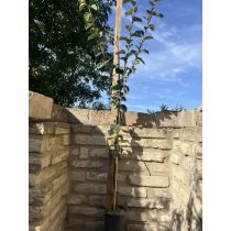   Birsalma – Konstantinápoly – Cydonia oblonga - konténeres