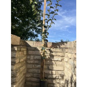 Birsalma – Konstantinápoly – Cydonia oblonga - konténeres